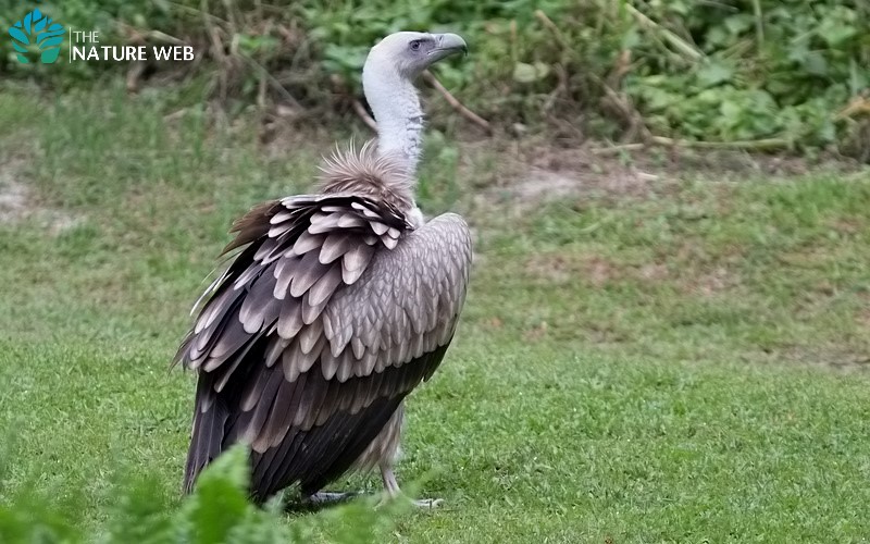 Himalayan Vulture